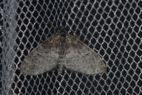 Réf. 206 318 : Lobophora halterata